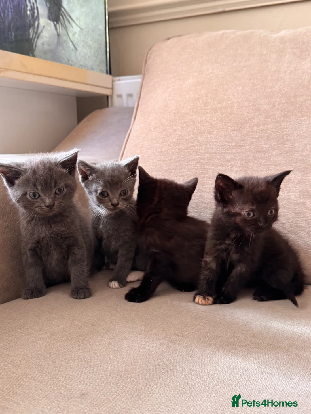 British Shorthair cats for sale: ✨ beautiful BRITISH SHORT HAIR kittens ✨ - Advert 1