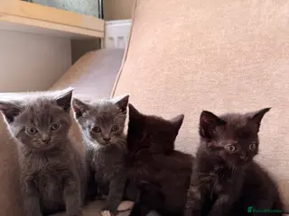 British Shorthair cats ✨ beautiful BRITISH SHORT HAIR kittens ✨ - Advert 2