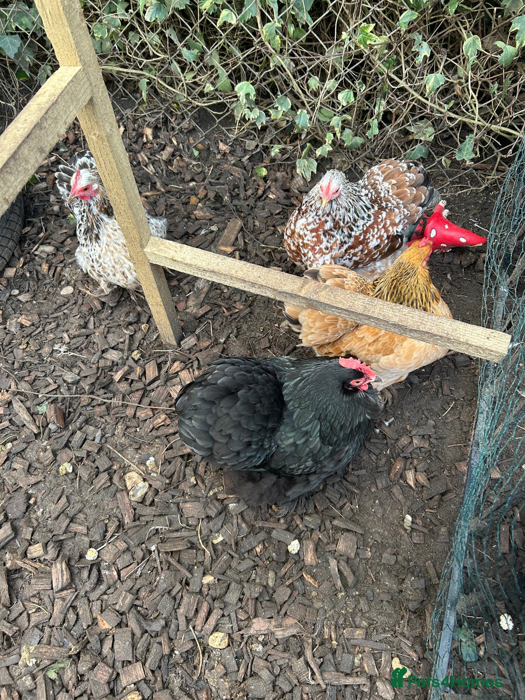 Chickens poultry for sale: 4 female pekin bantams - Advert 2