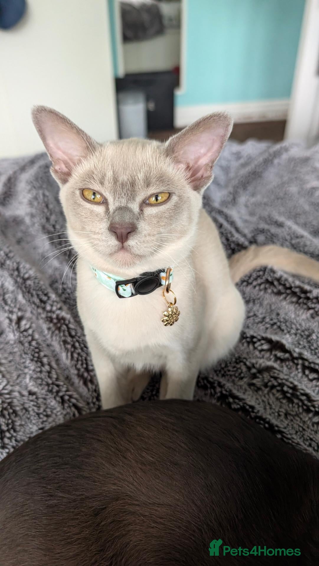 Burmese cats 2 beautiful girls wanting their forever homes - Advert 2