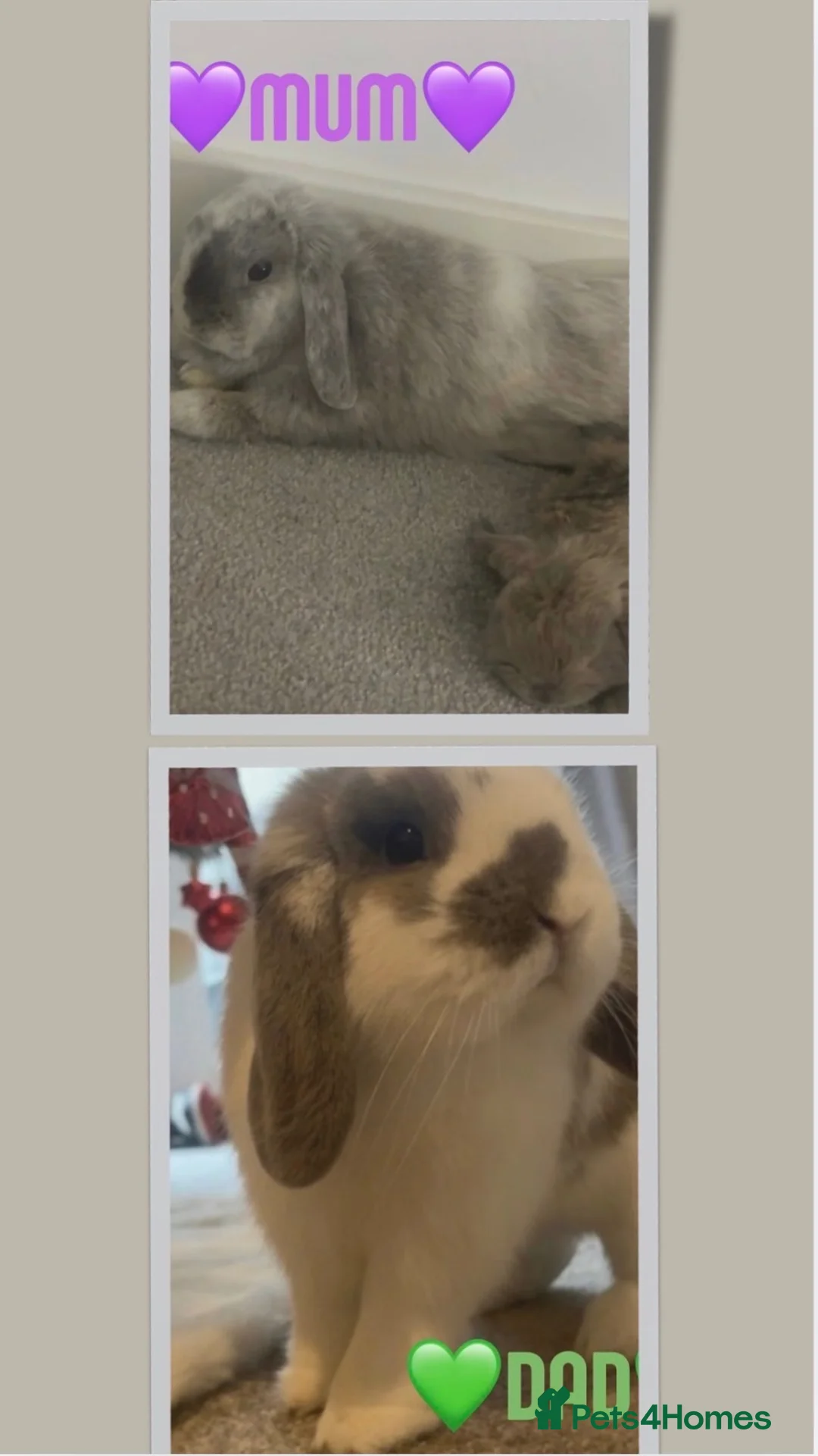 Mini Lop rabbits for sale: 🐰5 mini lop Rabbits looking for loving homes🐰 - Advert 2