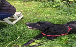 Mixed Breed dogs for sale: Labrador Cross Husky Girls  - Image 16