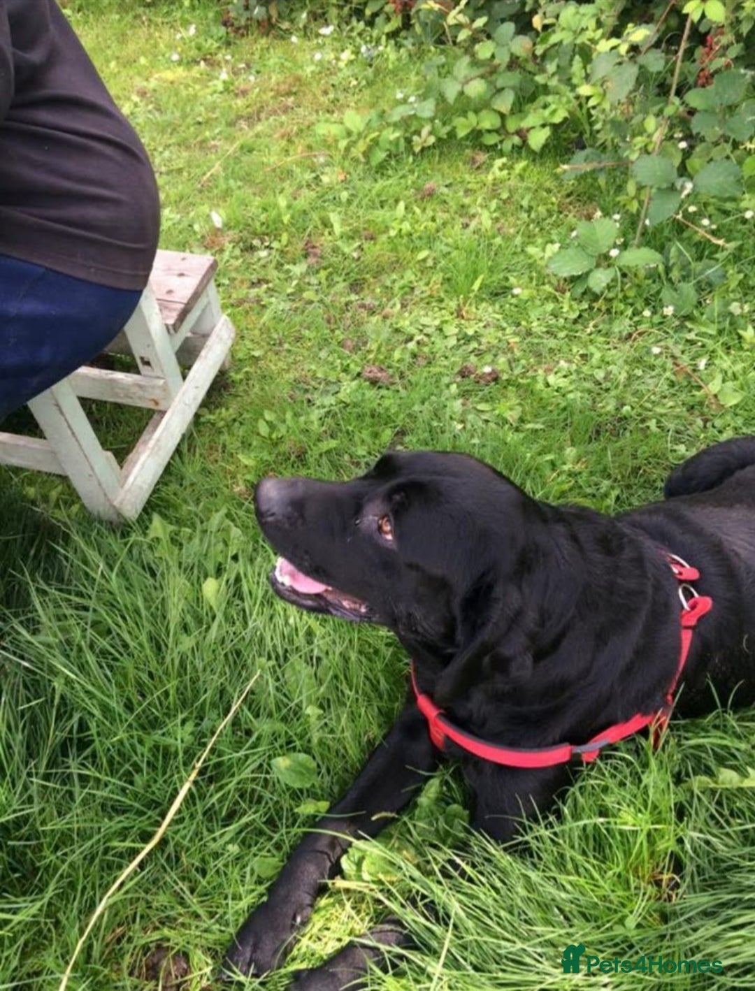 Mixed Breed dogs for sale: Labrador Cross Husky Girls  - Image 16