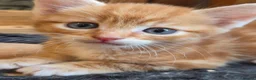 Mixed Breed cats for sale: Kittens, kittens, kittens!!!!!! - Advert 21