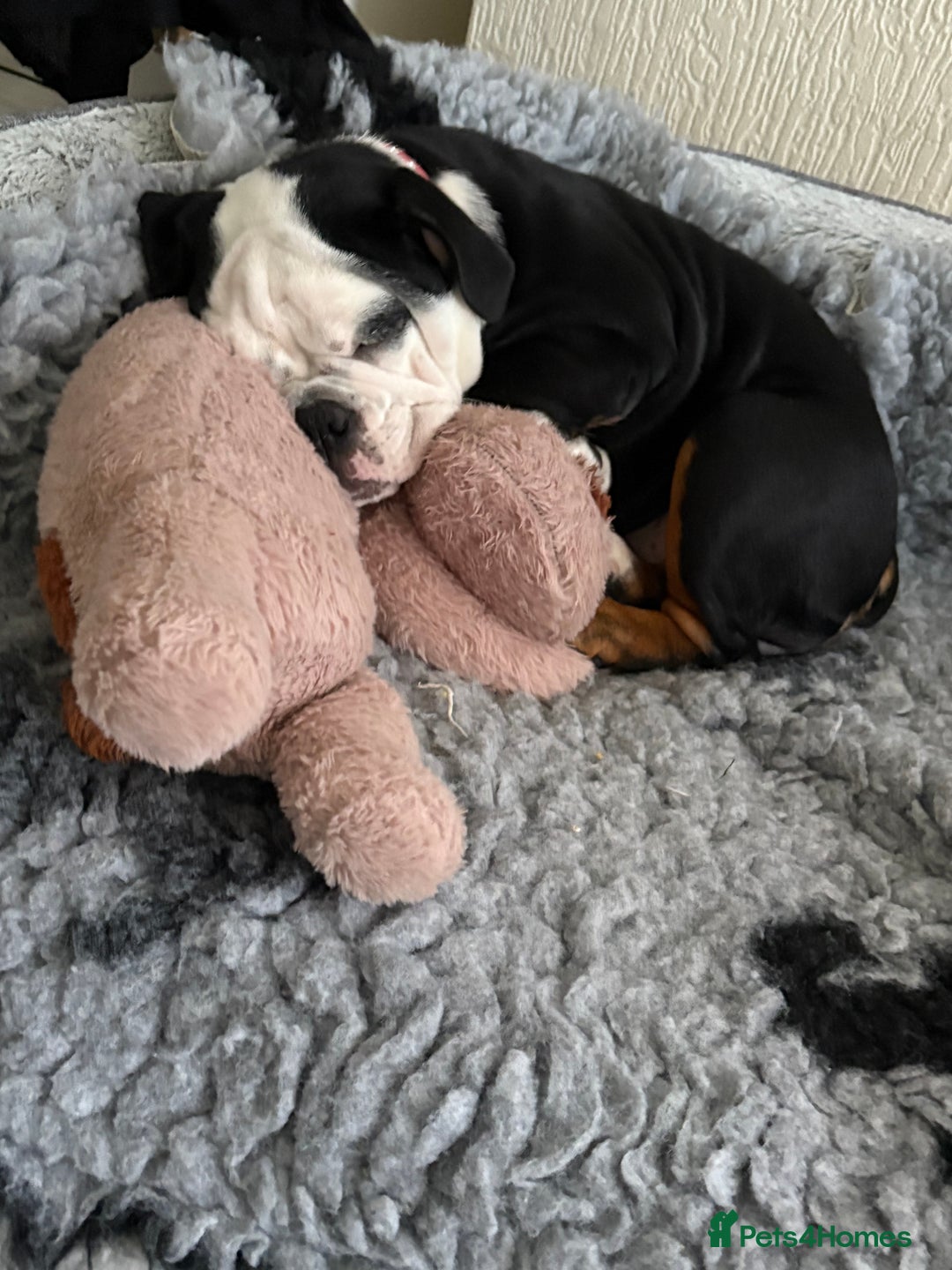 English Bulldog dogs for sale: Gorgeous English bulldog puppies NEBBR REGISTERD - Advert 21