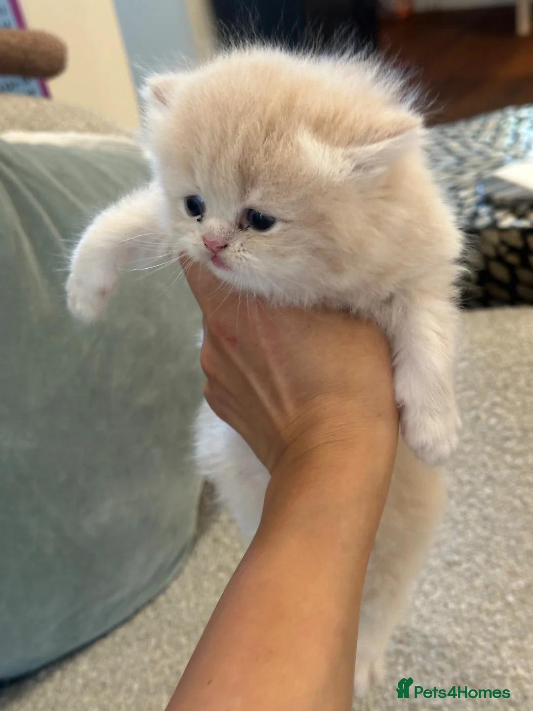 Persian cats for sale: Adorable Chinchilla Kittens  in Walton-on-Thames - Advert 18