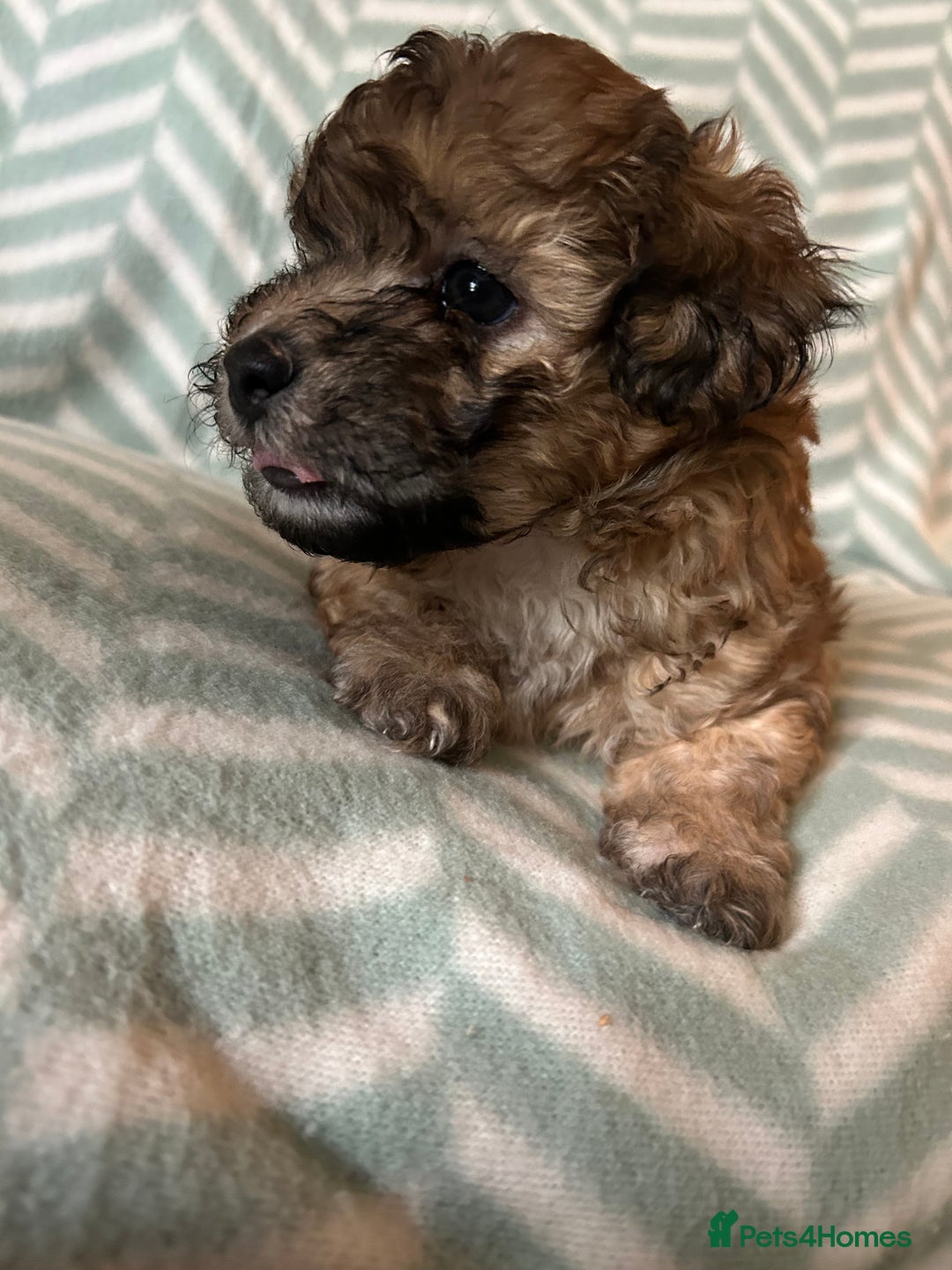 Mixed Breed dogs for sale: Beautiful Malshi-Poo Puppies (Shmoodles) ❤️ - Image 12