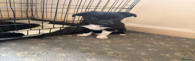 Smooth Collie 1