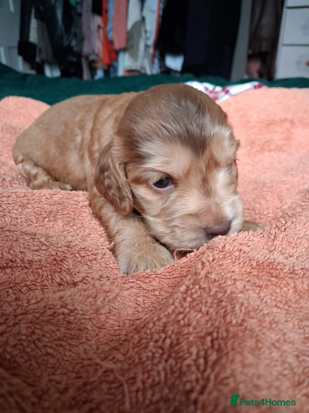 Cocker Spaniel dogs for sale: Absolutely Stunning Show Cocker Spaniels - Advert 7