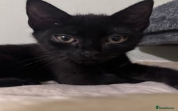 Domestic Shorthair cats for sale: Male black kitten - Image 4