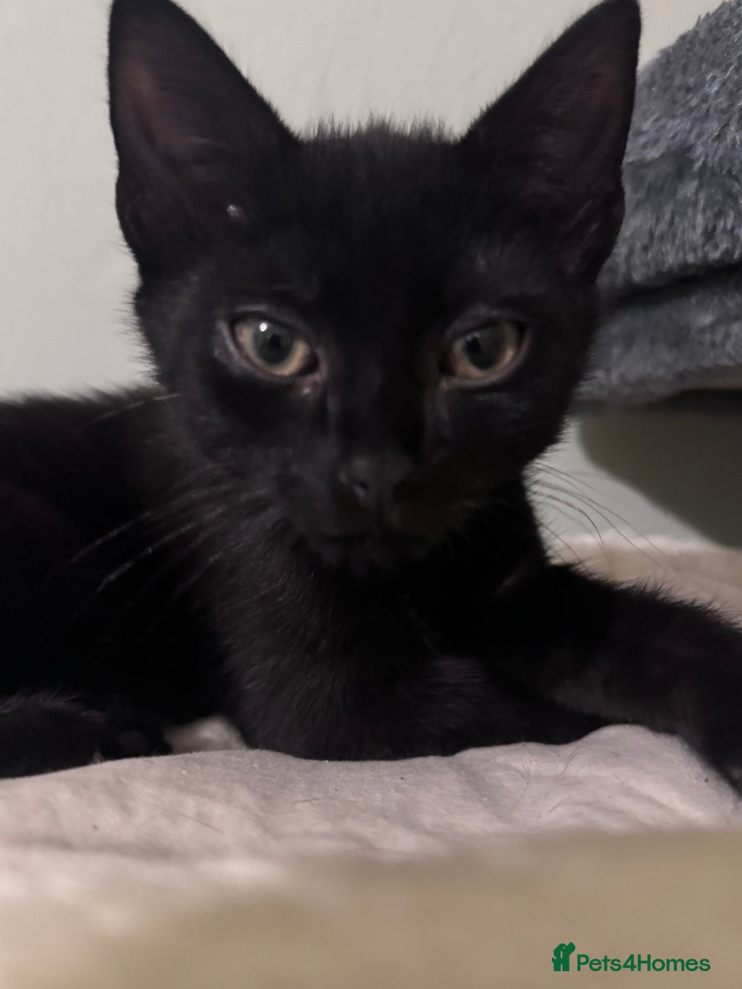 Domestic Shorthair cats for sale: Male black kitten - Image 4