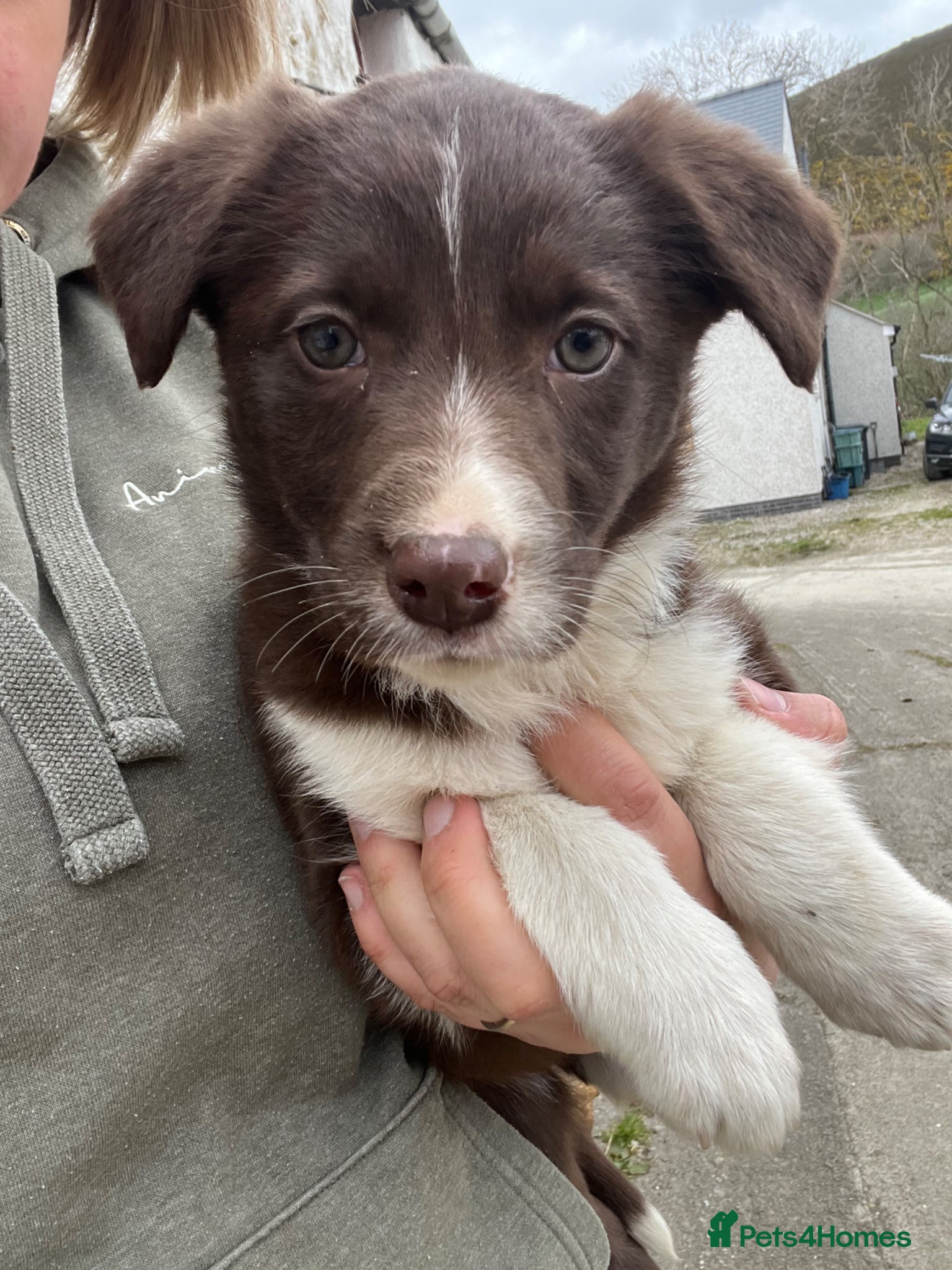 Mixed Breed dogs Border collie puppies - Advert 4