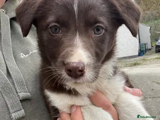 Mixed Breed dogs Border collie puppies - Advert 2