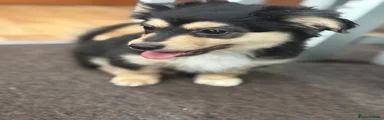 Puppy 1