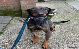Mixed Breed dogs for adoption: Mr Bean - Norwich Norfolk  in Norwich - Image 9
