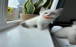 Ragdoll cats for sale: GCCF Registered Ragdoll Kittens Available! 🐾 in Taunton - Image 22