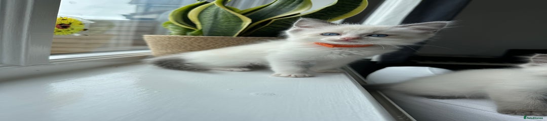 Male - Orange White Bicolour 