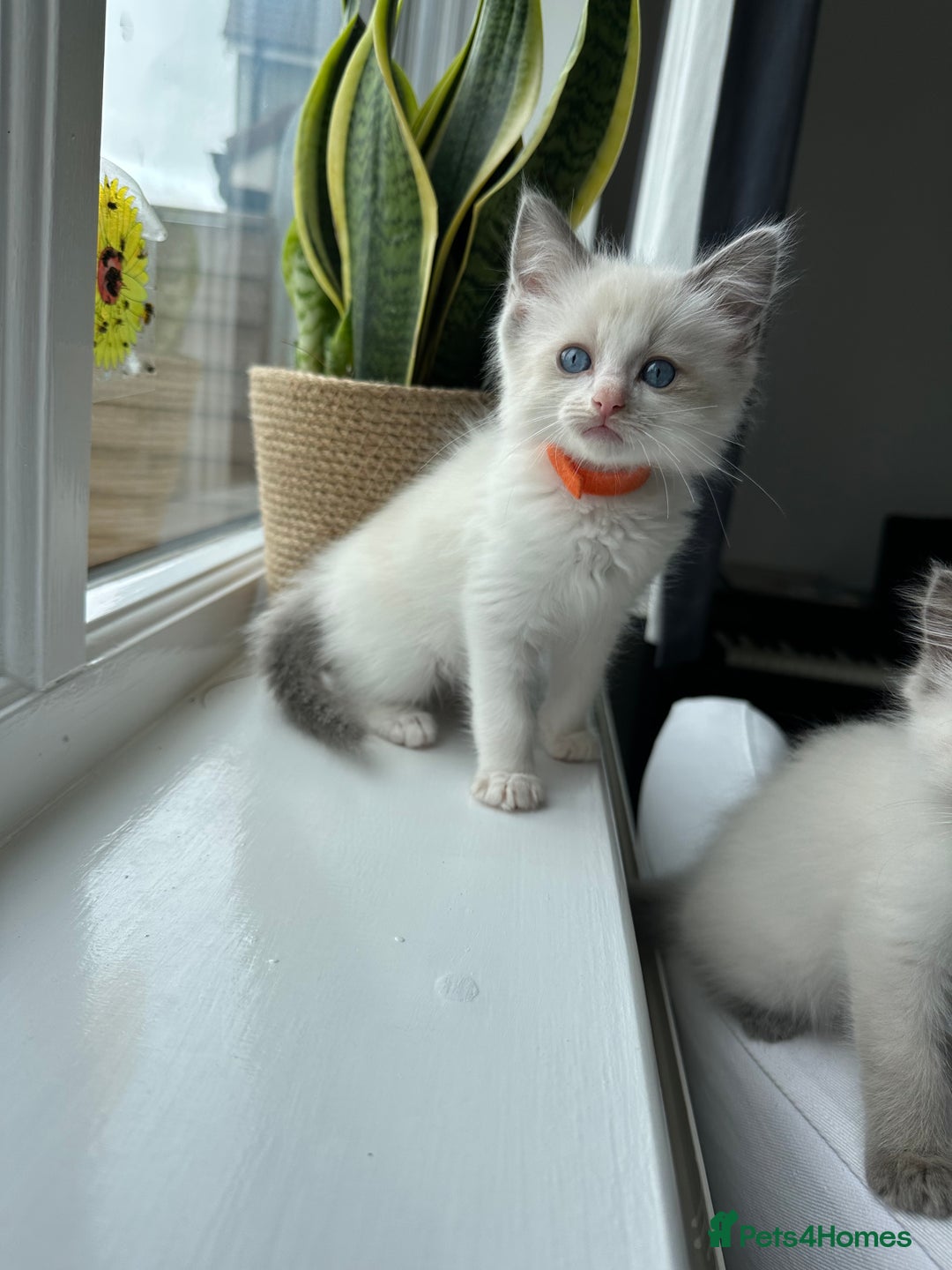 Ragdoll cats for sale: GCCF Registered Ragdoll Kittens Available! 🐾 in Taunton - Image 22