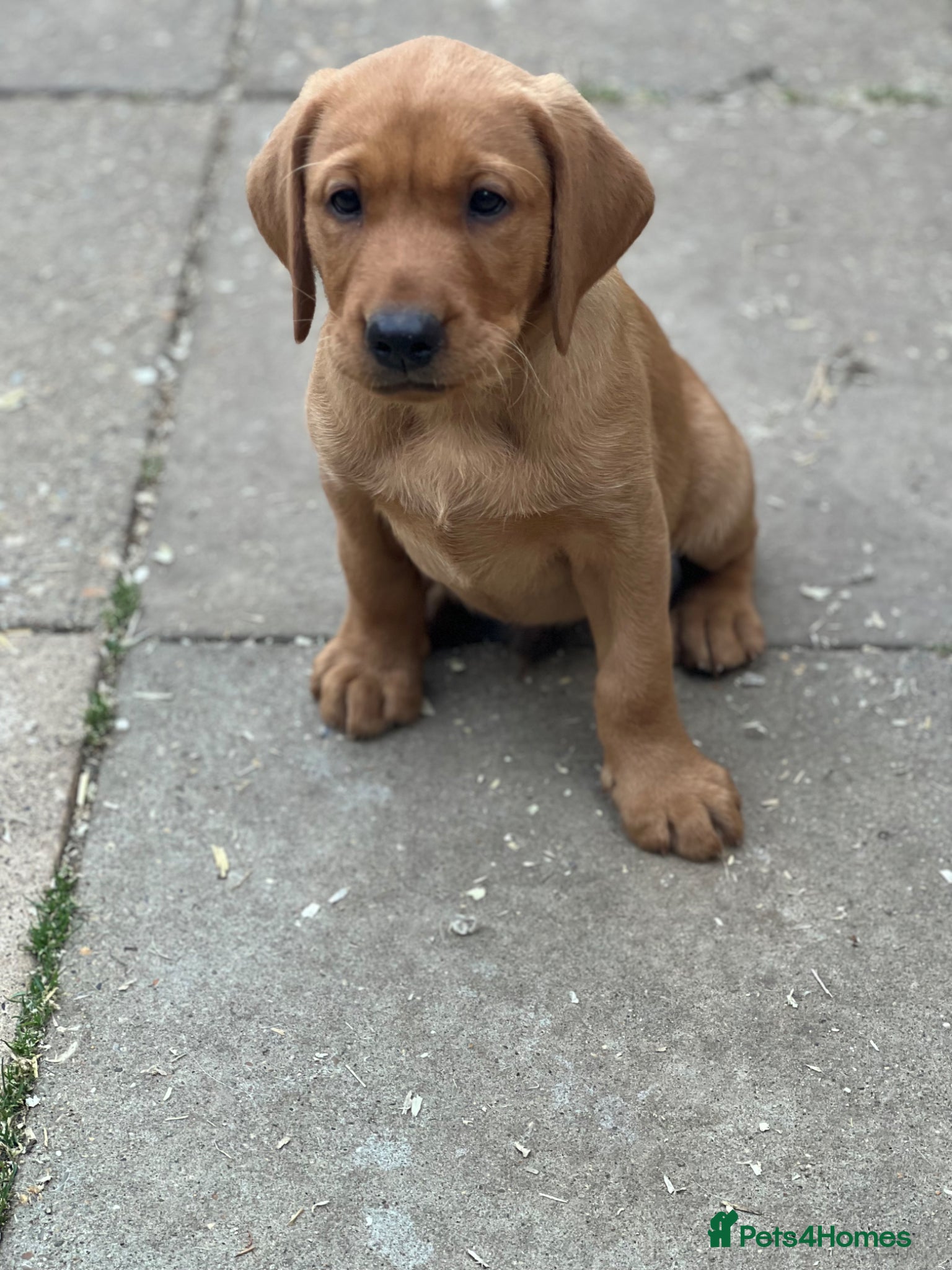 Labrador Retriever dogs for sale: Stunning Fox Red Labrador pups for sale - Advert 6