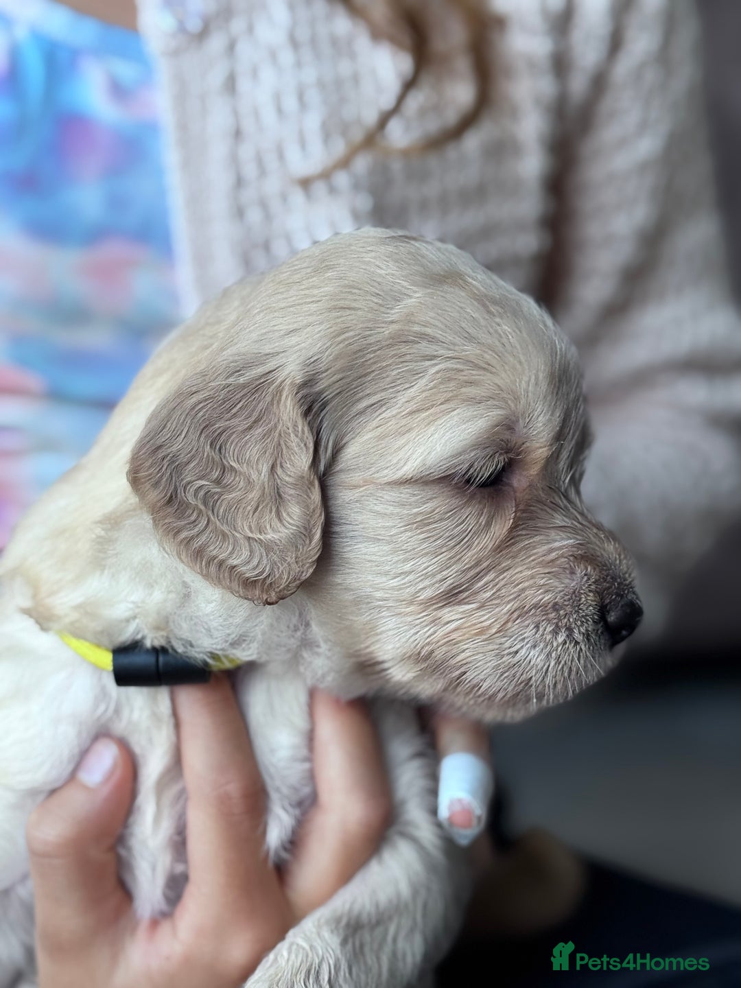 Labradoodle dogs for sale: F1b Labradoodle puppies - Image 5
