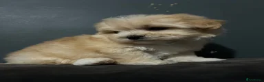 Maltipoo Puppy 5