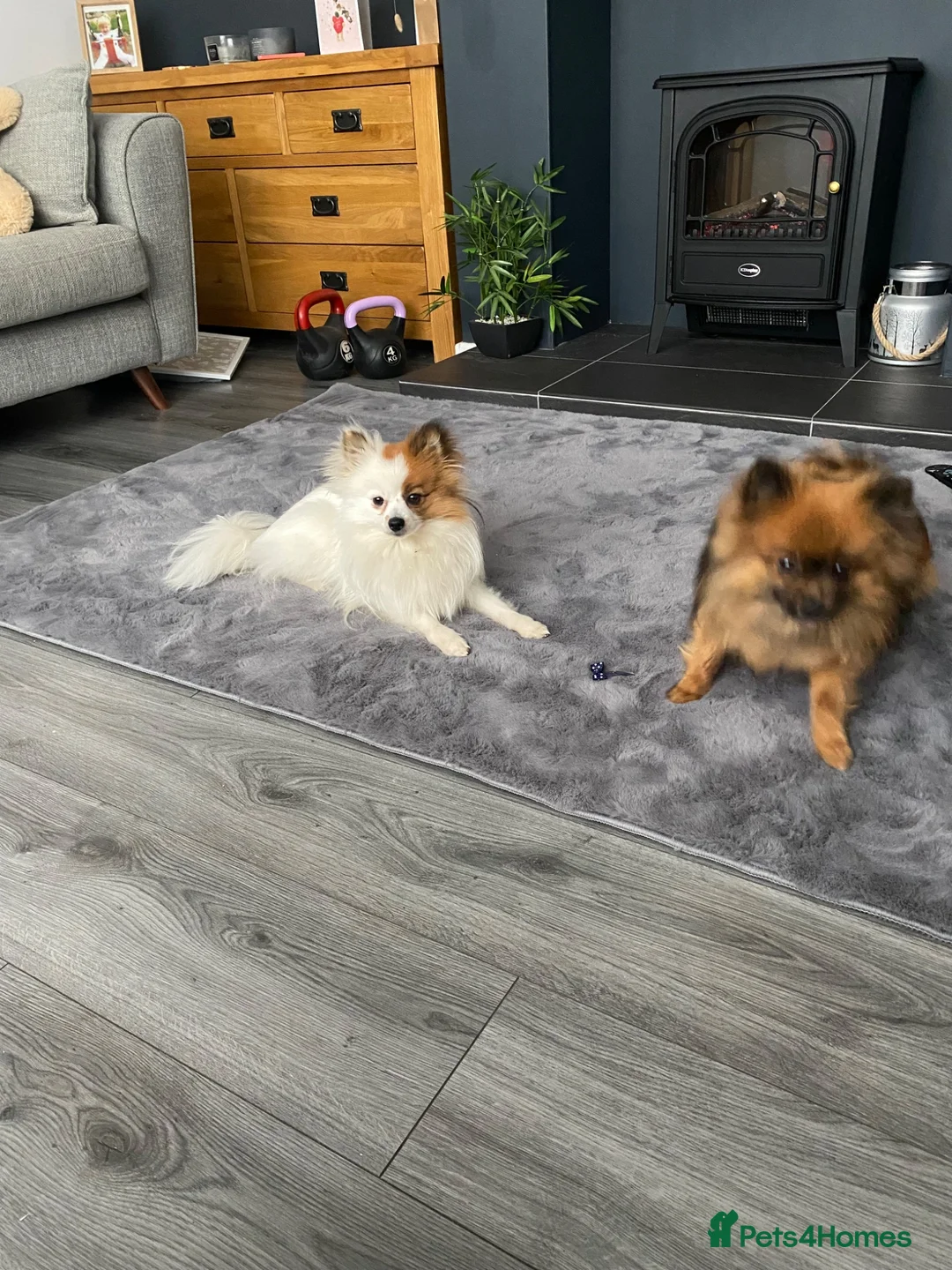 Pomeranian dogs for sale: 2 girls from the same breed - Advert 9