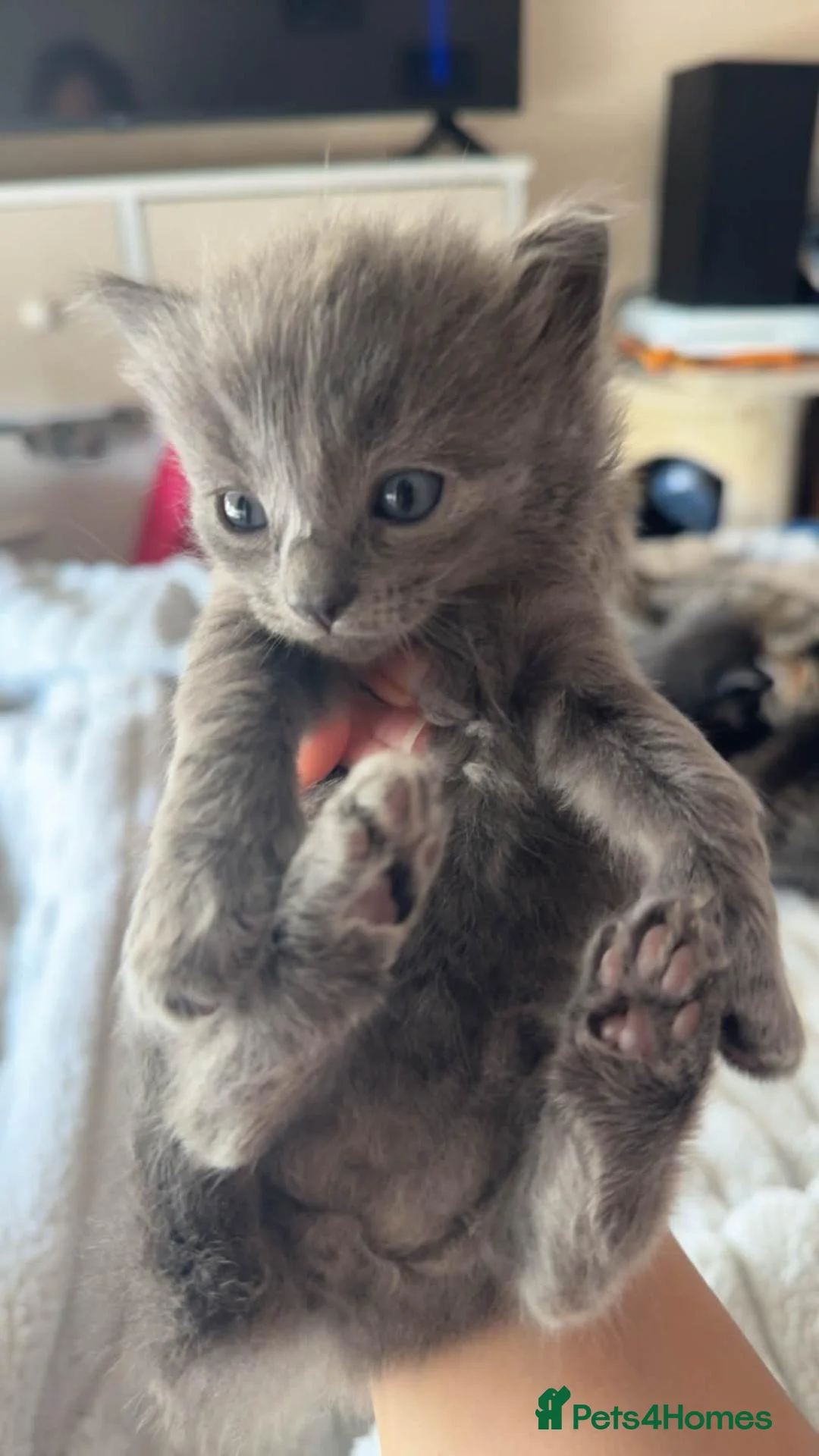 Mixed Breed cats for sale: Lovely fluffy kitten's  in Oxford - Advert 14