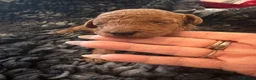 Toy Poodle dogs for sale: Red Fox Toy Poodle puppies in Poole - Advert 9