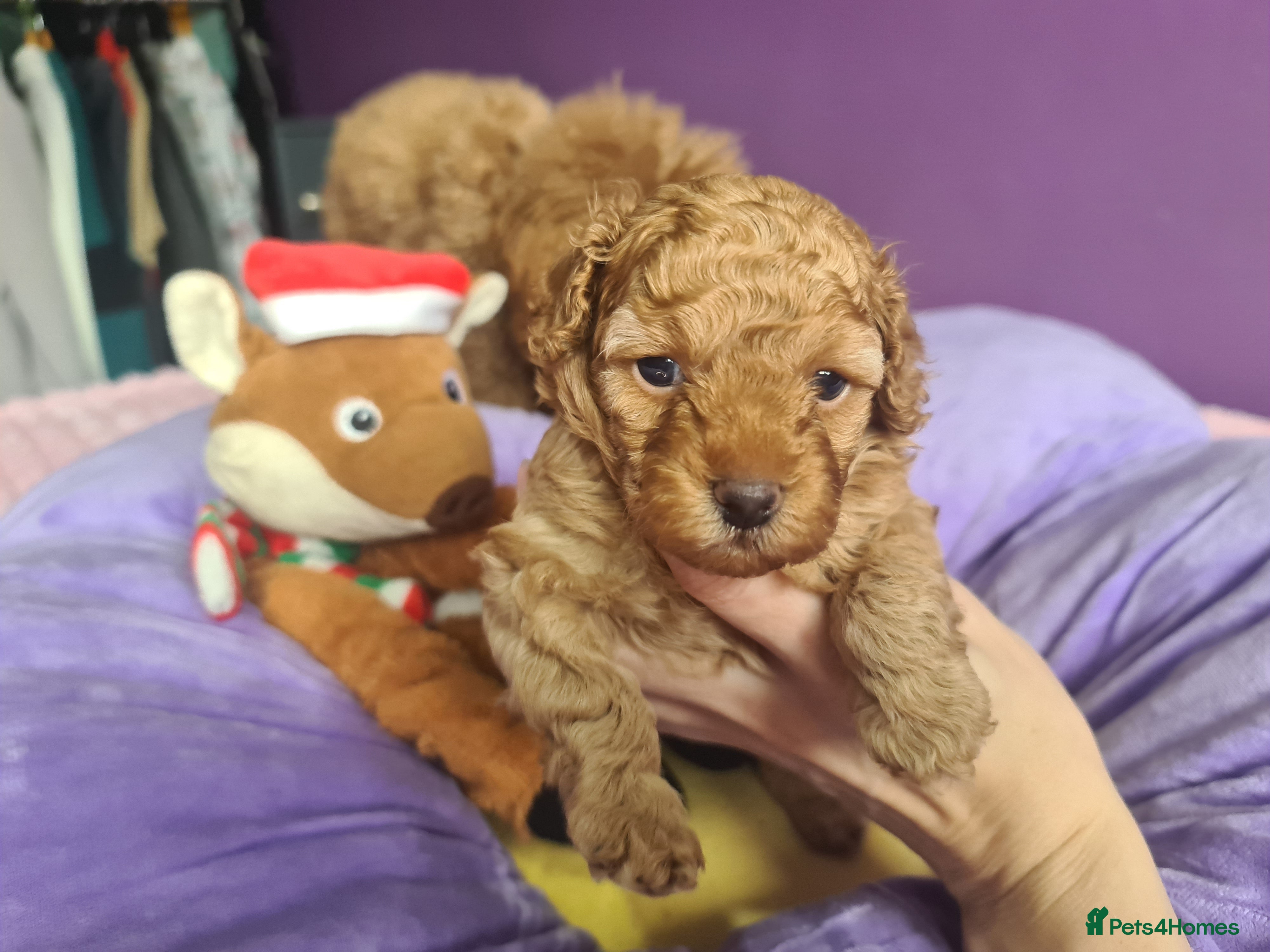 Toy Poodle dogs  TOY POODLES Last one boy available - Advert 17