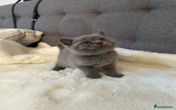 British Shorthair cats for sale: Stunning British Shorthair ready to reserve  - Image 29