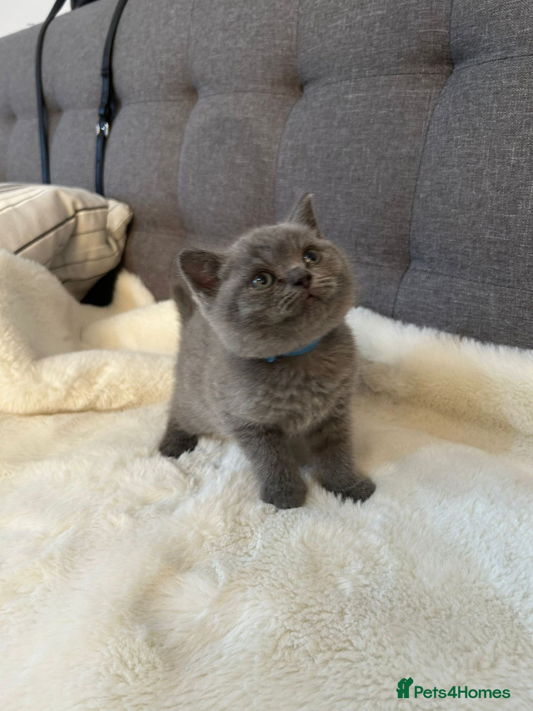 British Shorthair cats for sale: Stunning British Shorthair ready to reserve  - Image 29