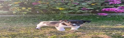 Jack Russell dogs for sale: The cutest girl puppies  - Advert 7