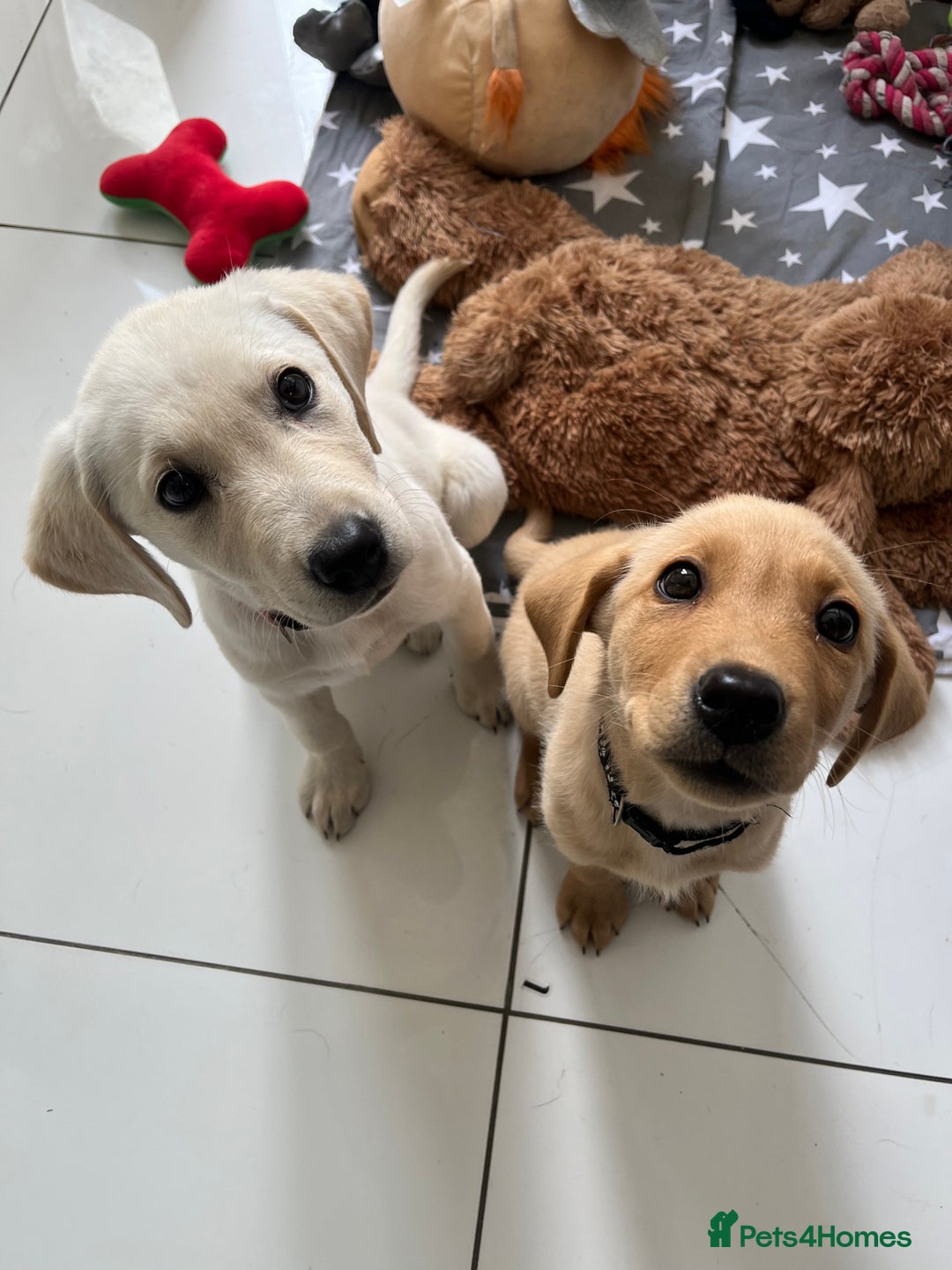 Labrador Retriever dogs for sale: Our beautiful Maggie is having babies 🐾 - Image 6