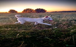 Siberian Husky dogs for sale: River for sale  - Image 2