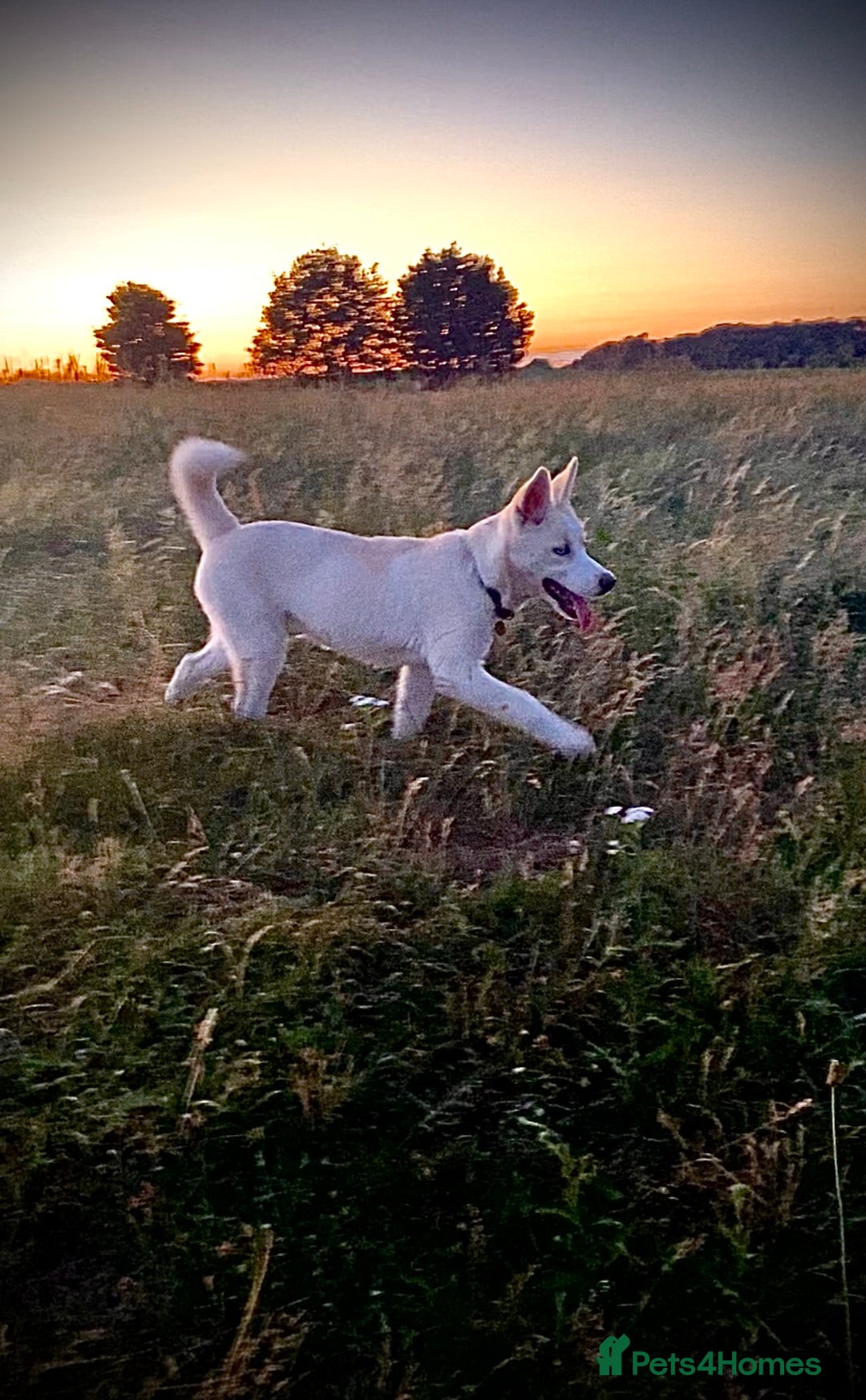 Siberian Husky dogs for sale: River for sale  - Image 2