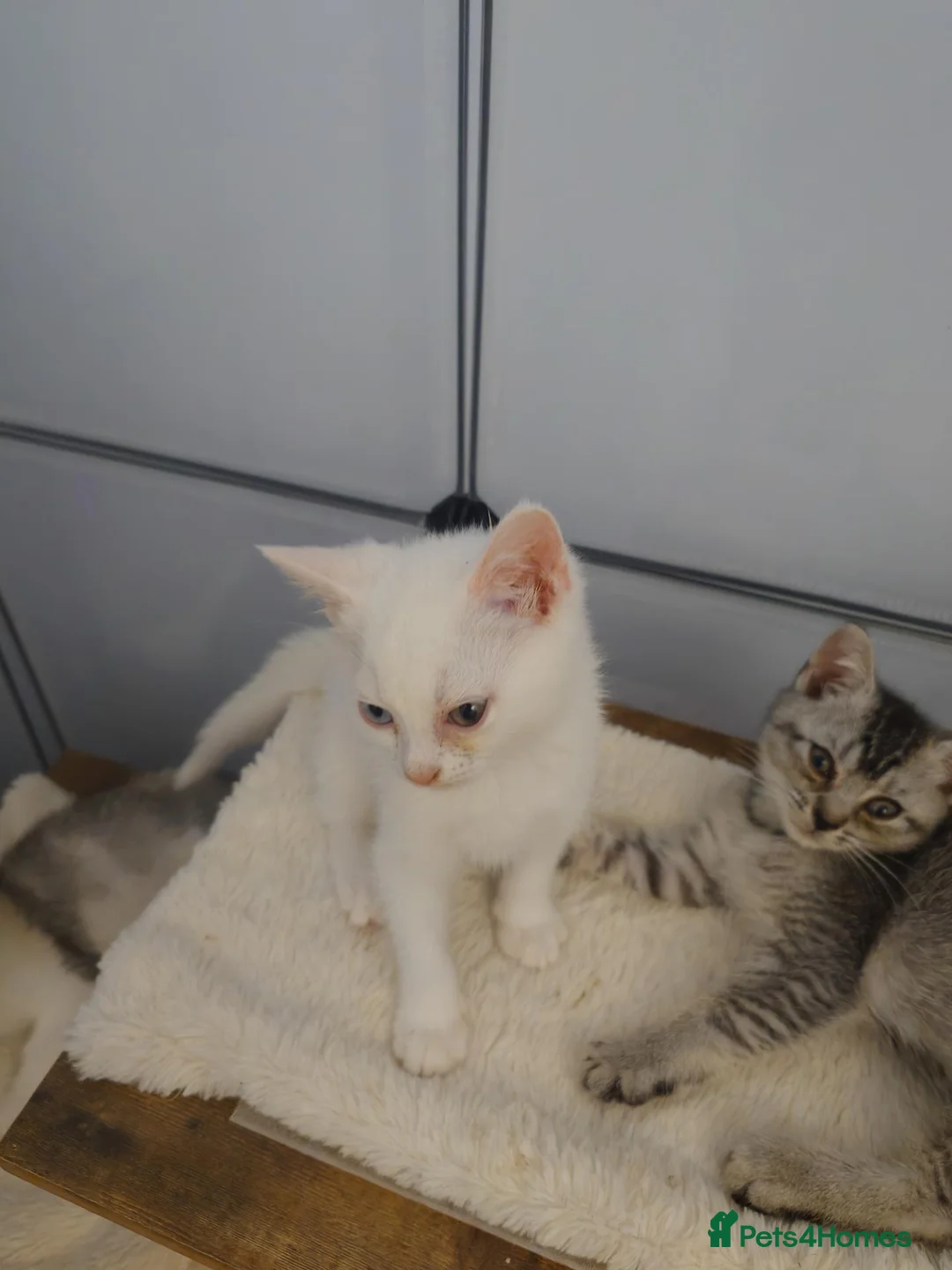 Mixed Breed cats for sale: 2 beautiful girls British shorthair mix - Advert 2