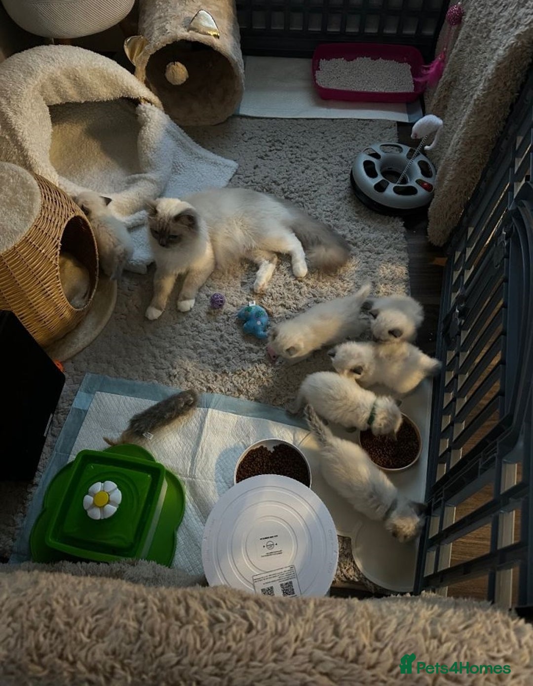 Ragdoll cats for sale: Gorgeous Ragdoll kittens for great homes - Advert 9