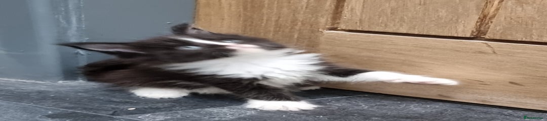 Black and white female 