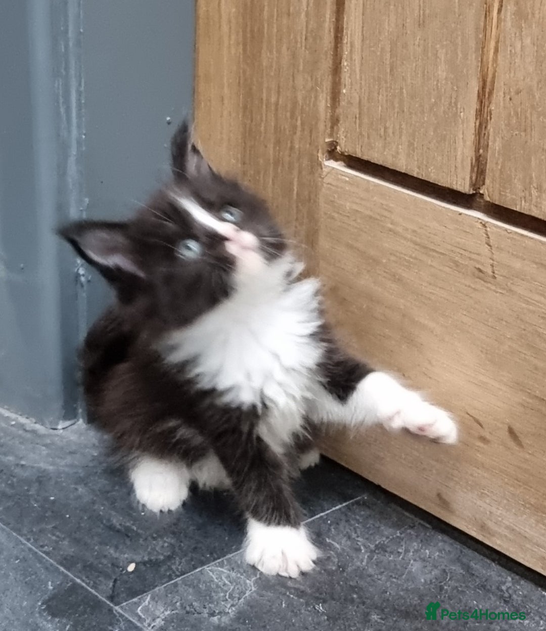 Maine Coon cats for sale: Pedigree GCCF Maine Coon Kittens for sale  - Image 13