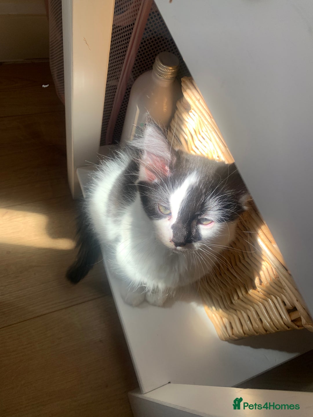Mixed Breed cats for sale: 4 sweet boys looking for their forever home❤️ - Image 8