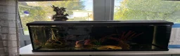 Axolotl reptiles for sale: Two male axolotls  in Chesterfield - Advert 4