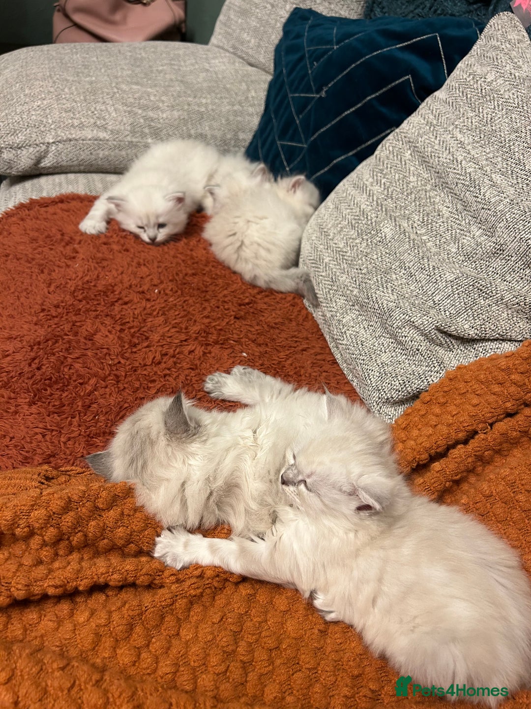 Siberian cats for sale: Home raised Neva Masquerade Kittens - Advert 5