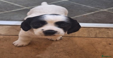 Mixed Breed dogs - Advert 10