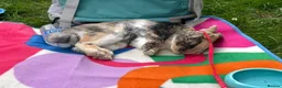 Harlequin rabbits for sale: Warning: This rabbit may steal your heart  - Advert 10