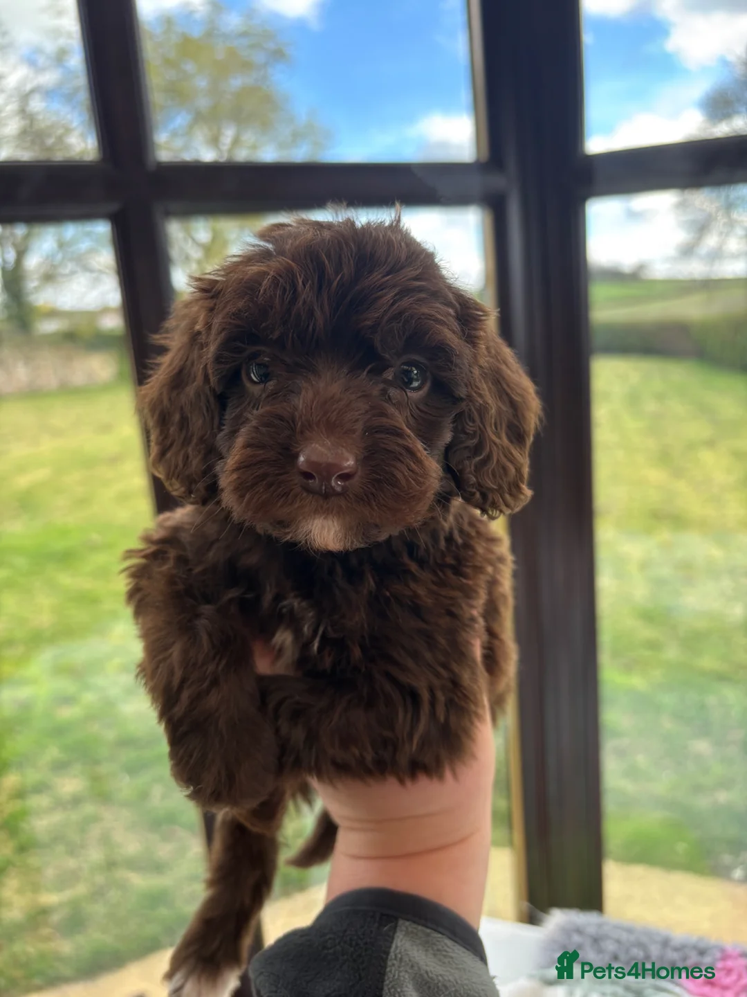 Cockapoo dogs for sale: Beautiful Chocolate cockapoos  - Advert 1