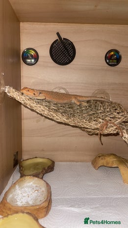 Bearded Dragon reptiles Boy bearded dragon for sale - Advert 1