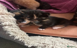 Mixed Breed cats for sale: 5 girls for sale  - Image 4