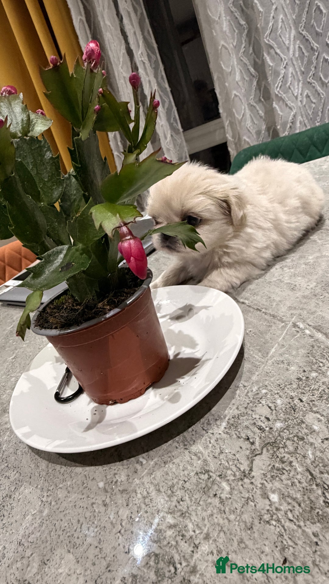 Pekingese dogs for sale: Pekingese  - Advert 12