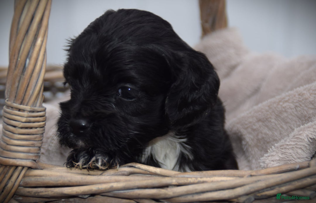 Cockapoo dogs for sale: American cockapoos (yankydoodles)  - Advert 12