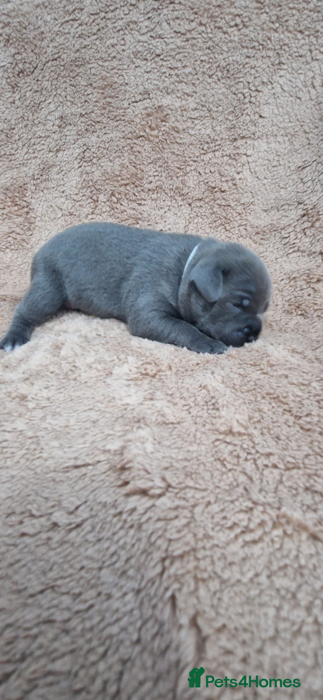 Staffordshire Bull Terrier dogs for sale: KC Staffordshire Bull Terrier Puppies 🖤 - Image 23